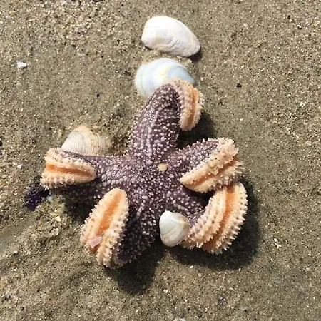 Istanbul Yildiz Marmara Ereğlisi