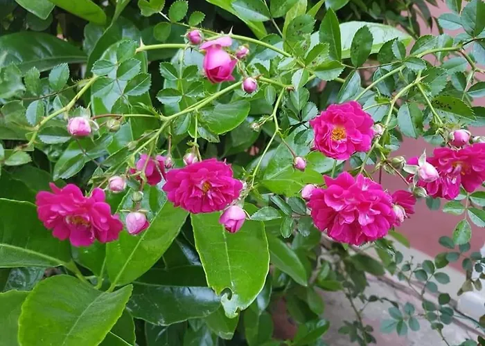 Istanbul Yildiz Hotel 3*