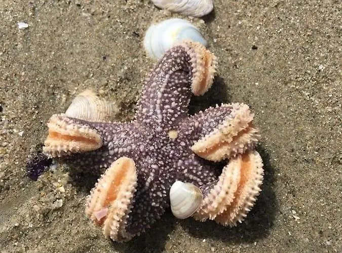 Istanbul Yildiz Marmara Ereglisi